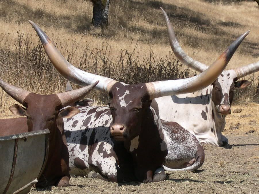 Watusi Cattle